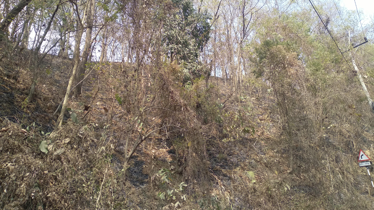 খাগড়াছড়ির পাহাড়ে আগুন : প্রতিবছর ধ্বংস হচ্ছে লাখো বন্যপ্রাণী-উদ্ভিদ - প্রভাতী নিউজ  - সারাদেশ