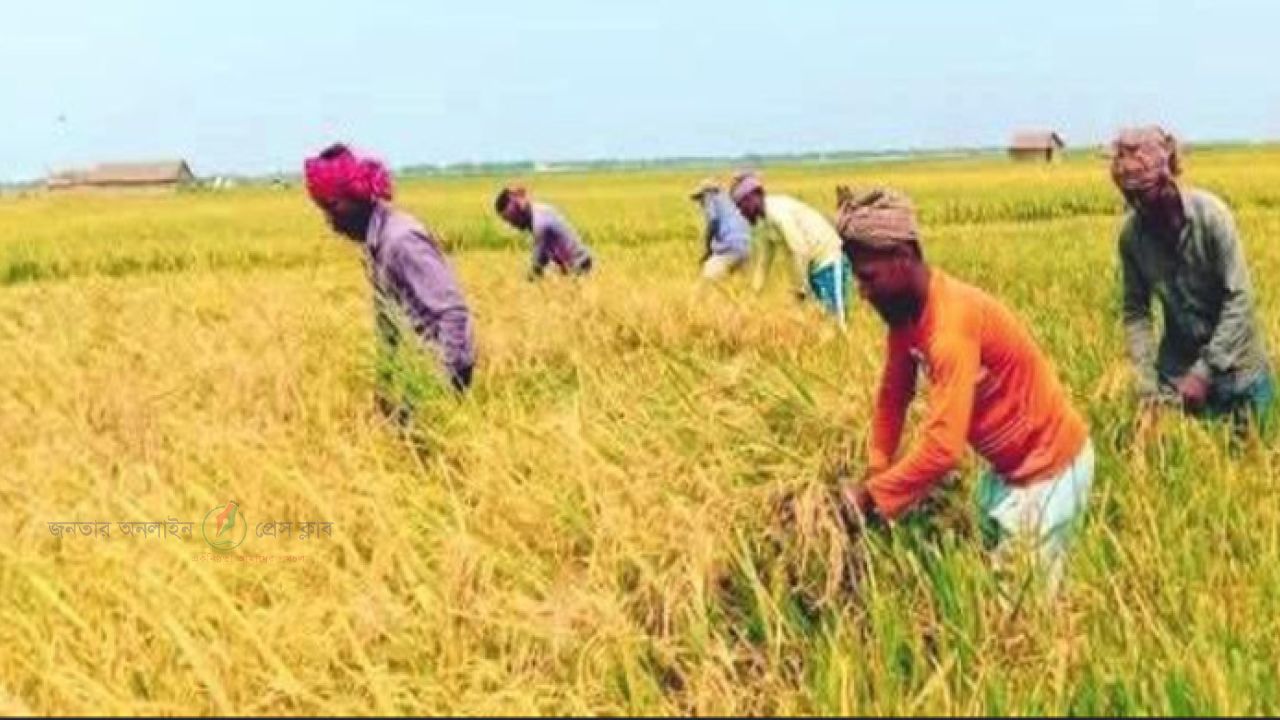 বরগুনায় কৃষকদের মাথায় হাত